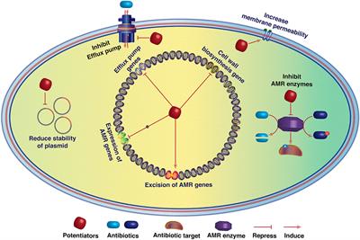 Editorial: Antibiotic potentiators against drug-resistant pathogens: Discovery, development and clinical applications